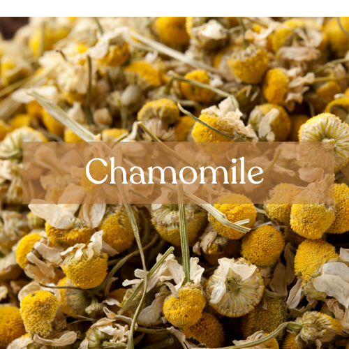 Chamomile Flowers - Peace Magic & Sleep Spells | Esoteric Roots