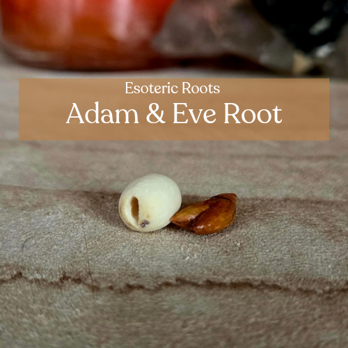 Adam & Eve Root (pair) | Esoteric Roots