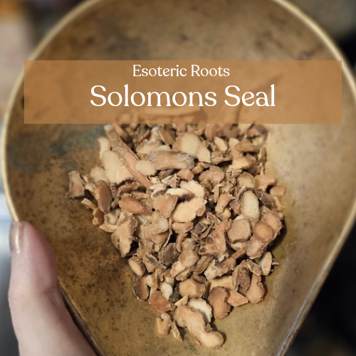 Dried Solomon's Seal Rhizome - Wisdom & Protection | Esoteric Roots 20g
