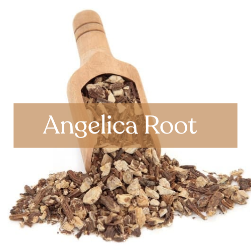 Angelica Root - Protection & Purification Magic Herb - Esoteric Roots
