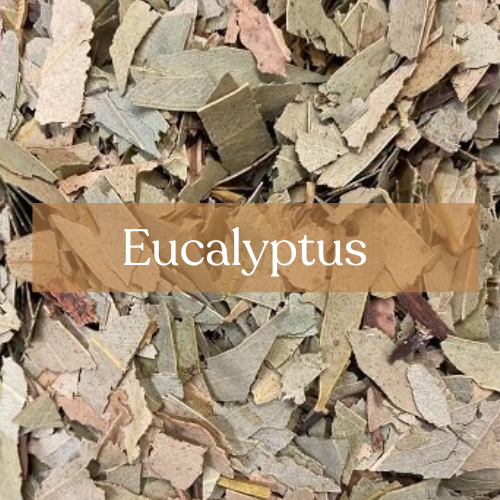 Eucalyptus 100g - Healing & Purification Magic | Esoteric Roots