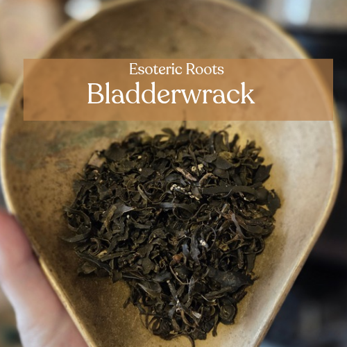 Bladderwrack for Prosperity & Protection | Esoteric Roots 50g
