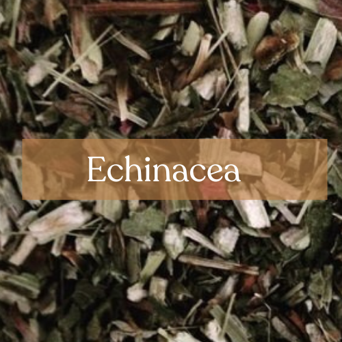 Echinacea Herb - Strengthening & Protection Magic | Esoteric Roots