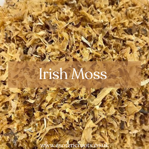 Irish Moss 25g - Abundance & Protection Magic | Esoteric Roots