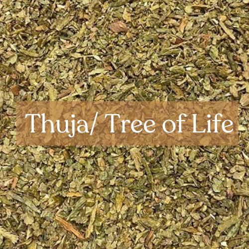 Thuja (Tree of Life) - Protection & Purification Magic | Esoteric Roots 30g