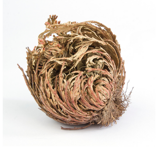 Rose of Jericho - Resurrection & Renewal Magic | Esoteric Roots