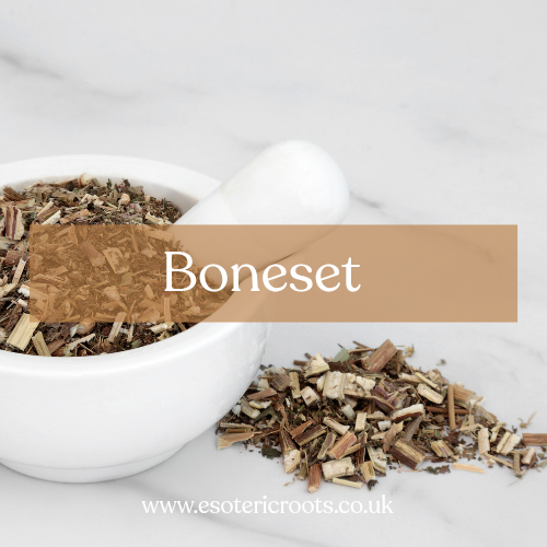Boneset Herb - Protection & Exorcism Magic | Esoteric Roots