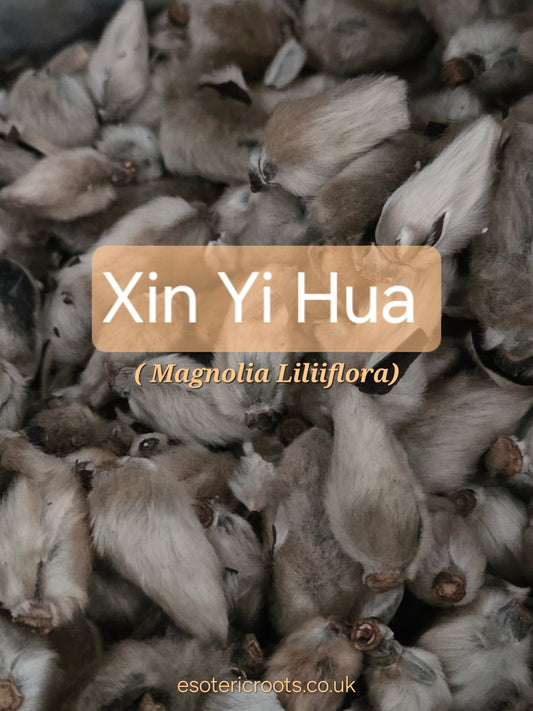 Xin Yi Hua - Magnolia Flower for Clarity & Spiritual Opening | Esoteric Roots