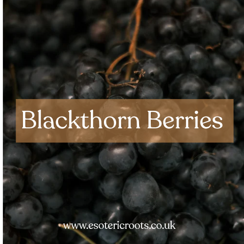 Blackthorn Berries - Protection & Shadow Work Magic | Esoteric Roots