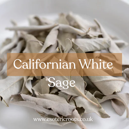 White Sage Dried Herb - Sacred Cleansing & Purification | Esoteric Roots