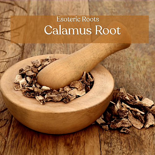Calamus Root - Power & Control Magic | Esoteric Roots