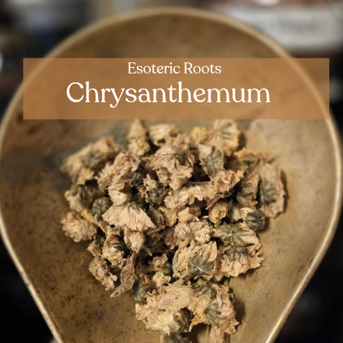 Chrysanthemum - Longevity & Protection | Esoteric Roots 20g