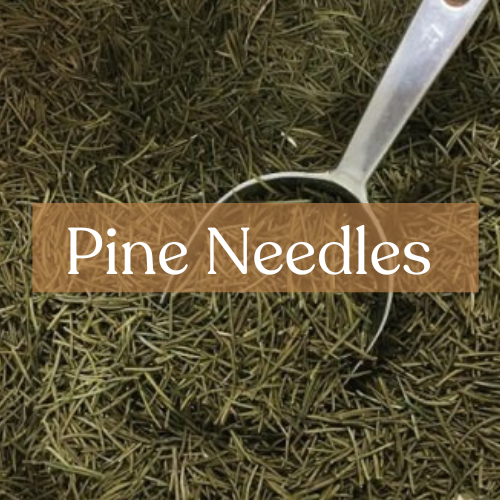 Pine Needles - Purification & Protection Magic | Esoteric Roots