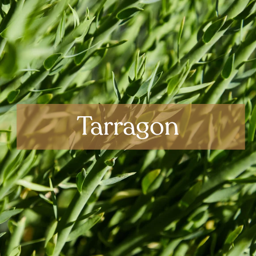 Tarragon Dried - Protection & Courage Magic | Esoteric Roots
