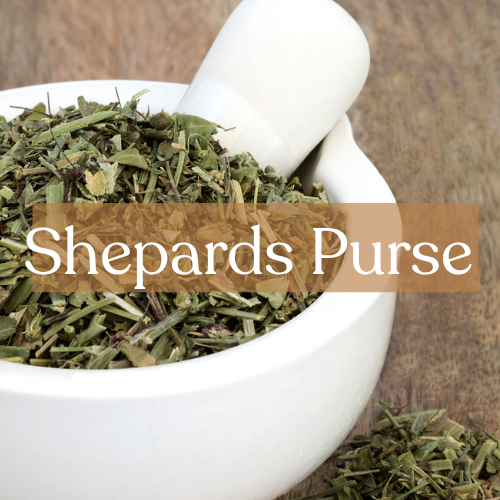 Shepherds Purse - Protection & Healing Magic | Esoteric Roots