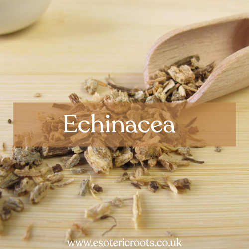 Echinacea - Strengthening & Protection Magic | Esoteric Roots