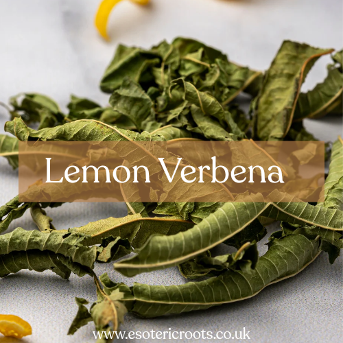 Lemon Verbena - Love Magic & Purification Spells | Esoteric Roots