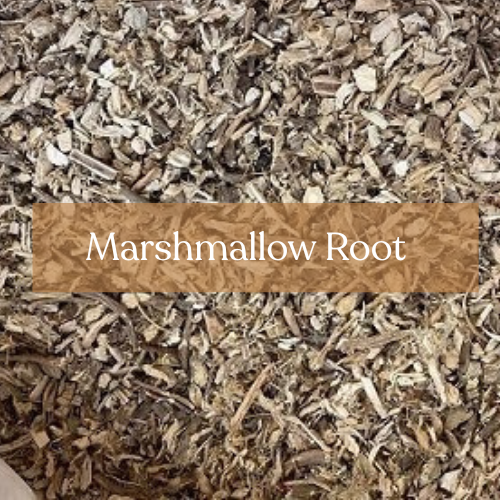 Marshmallow Root - Healing & Protection Magic | Esoteric Roots