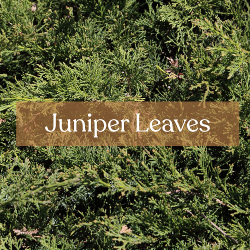 Juniper Leaves - Protection & Purification Magic | Esoteric Roots