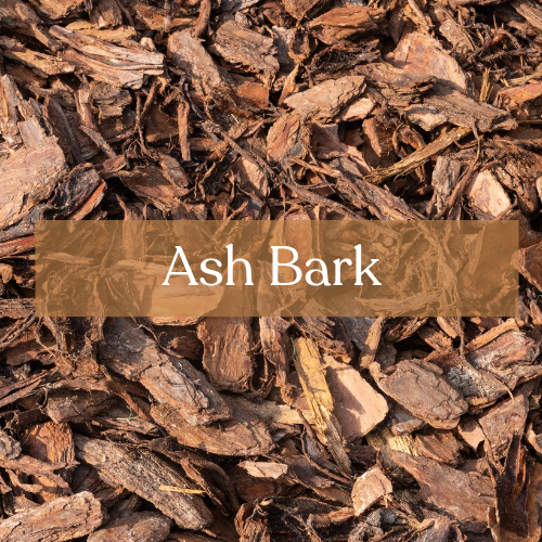 Ash Bark - Protection & Healing Magic | Esoteric Roots