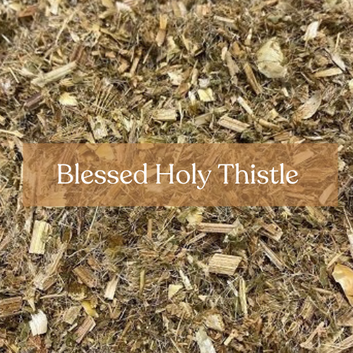Blessed Holy Thistle - Sacred Herb for Spiritual Practice