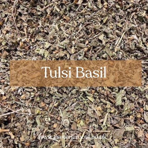 Tulsi / Holy Basil - Sacred Herb for Spiritual Protection | Esoteric Roots