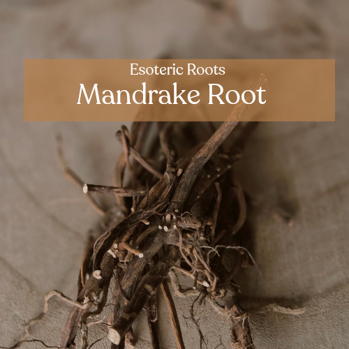 Mandrake Root - Power, Protection & Love Magic | Esoteric Roots 20g