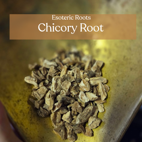 Chicory Root | Divination & Prosperity | Esoteric Roots