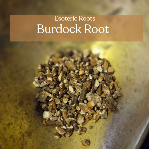 Burdock Root | Protection & Purification | Esoteric Roots