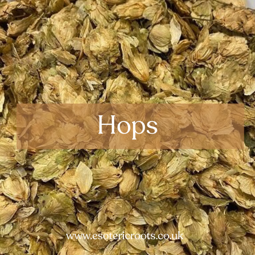Hops - Sleep Magic & Dream Enhancement | Esoteric Roots