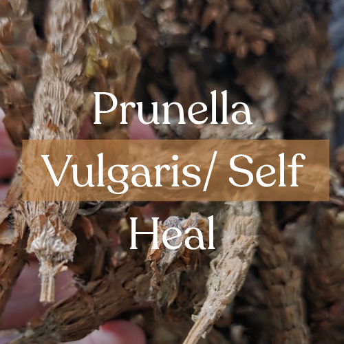 Self Heal Herb (Prunella Vulgaris) - Healing & Protection | Esoteric Roots